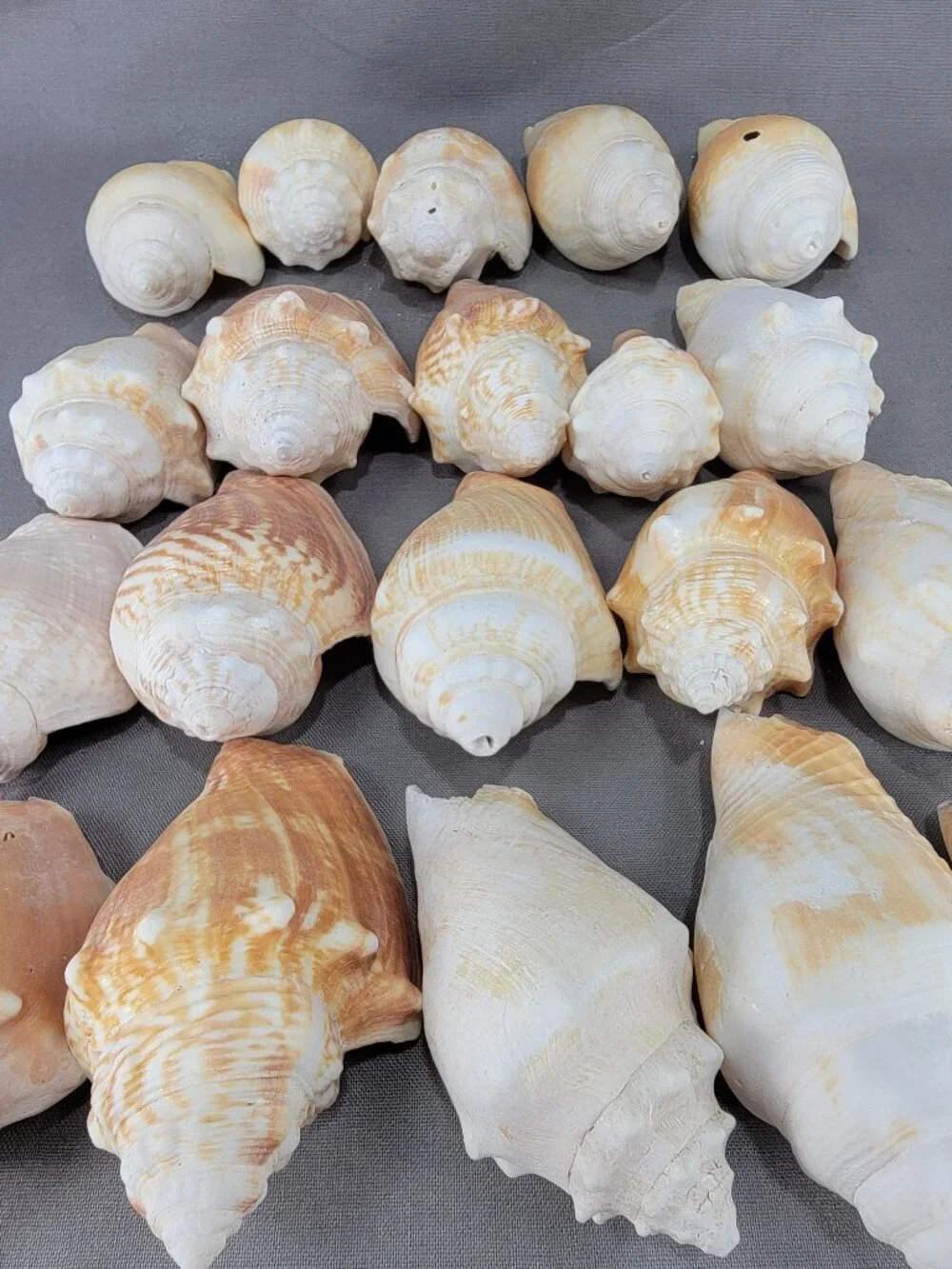 Conch Shell Seashell Lot of 20 Nautical Beach Ocean Decor Crafts